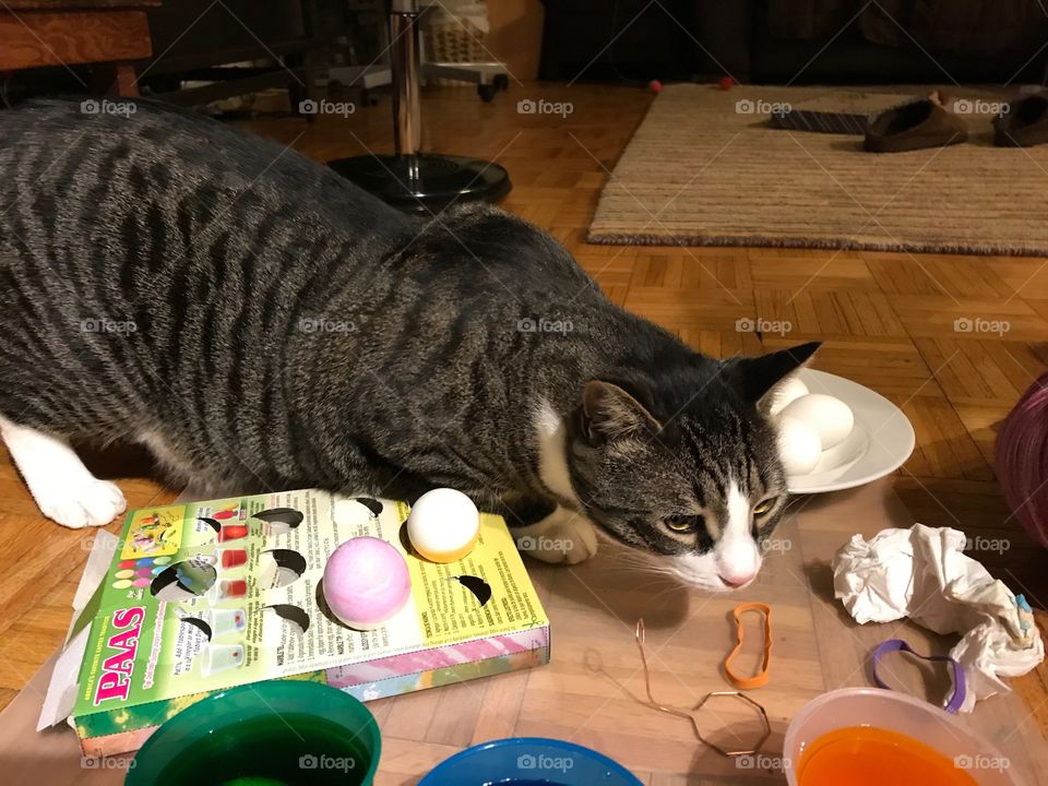 Cat and Easter eggs