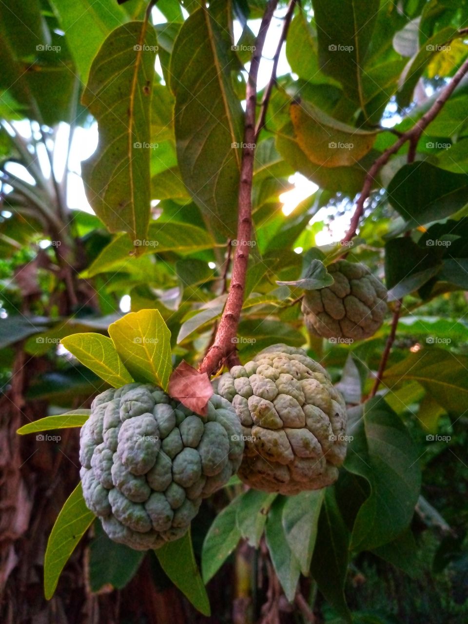 Annona reticulata fruit
