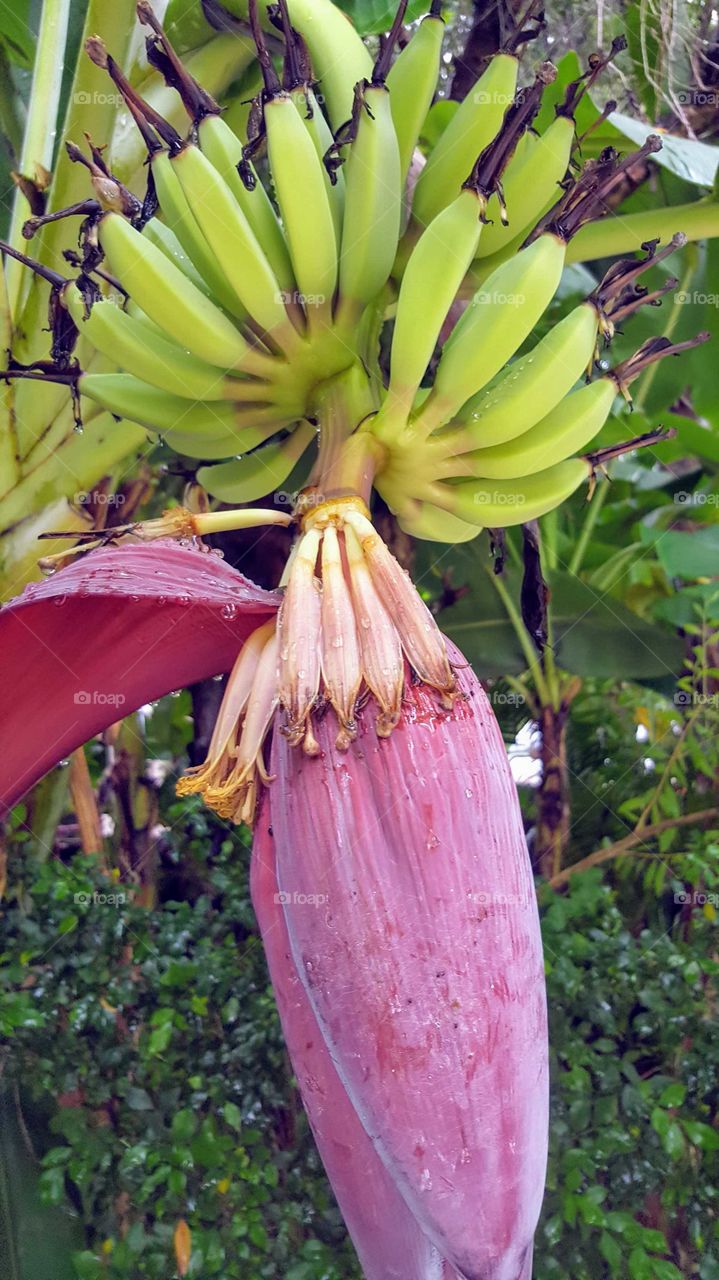 bananas