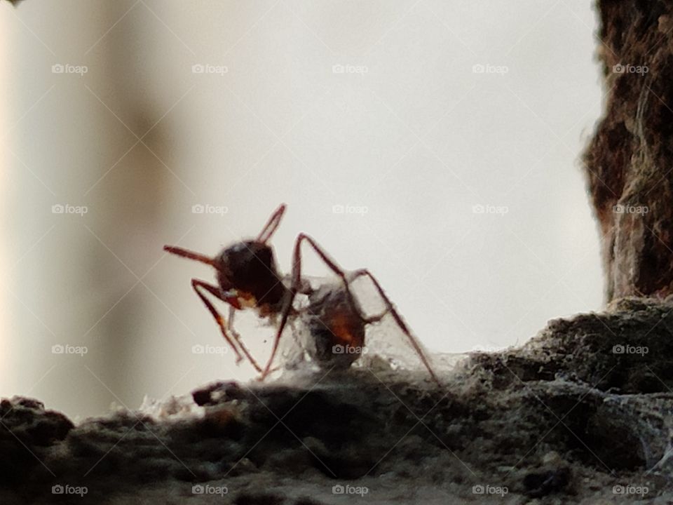 Ant & spider