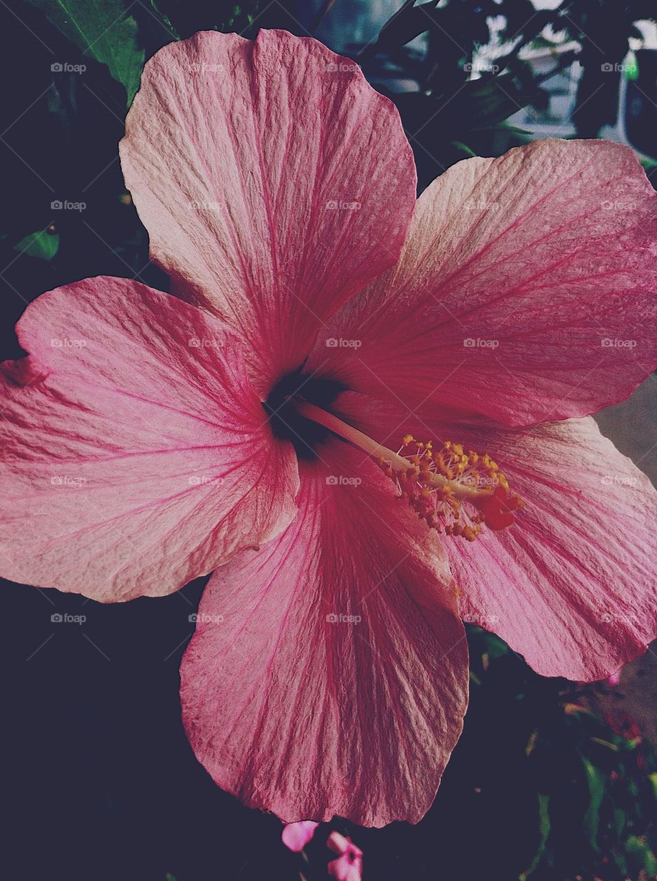 Hibiscus