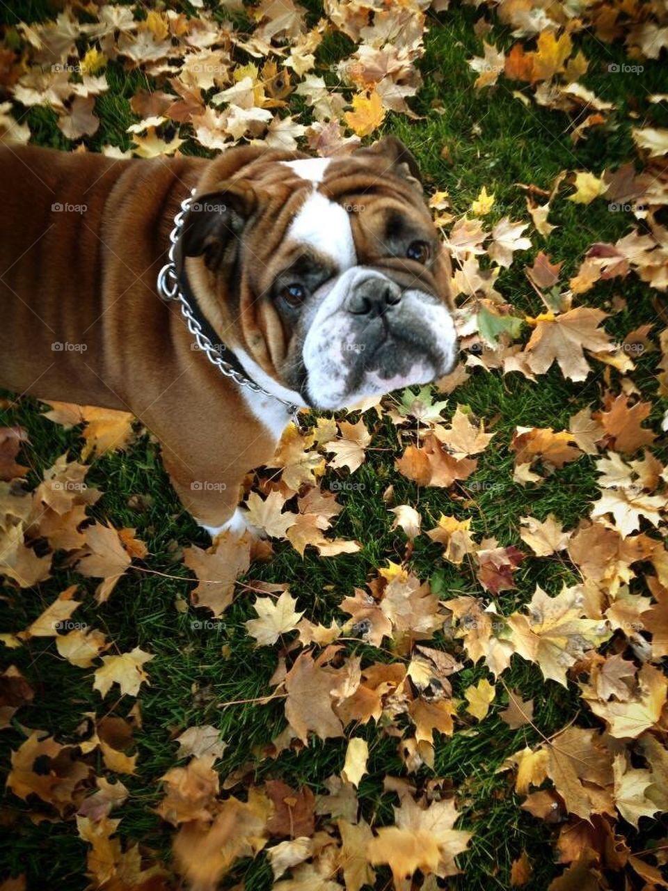 Bulldog in Fall