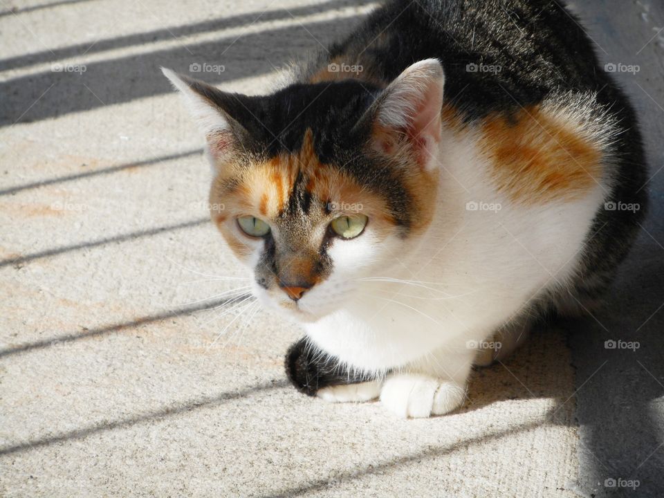 My calico cat Daisy is lying in shadow on the balcony watching what is going on outside.