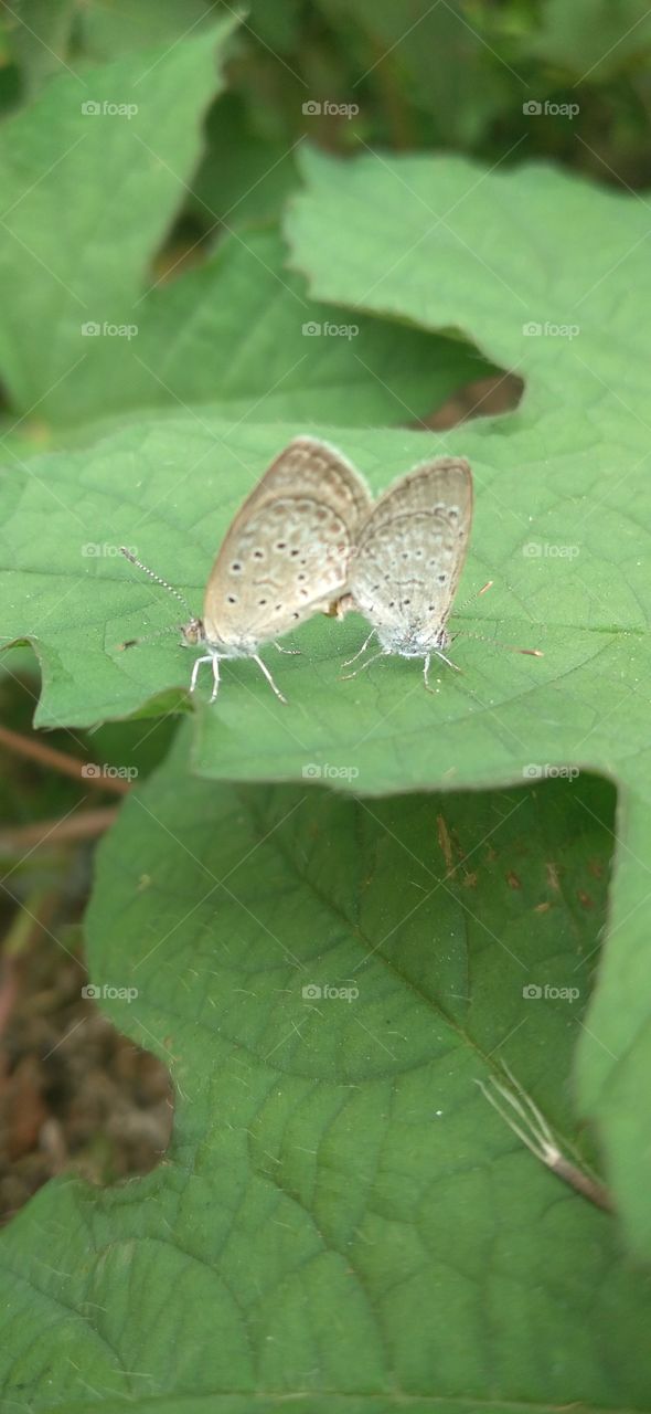 Two little butterflies making love