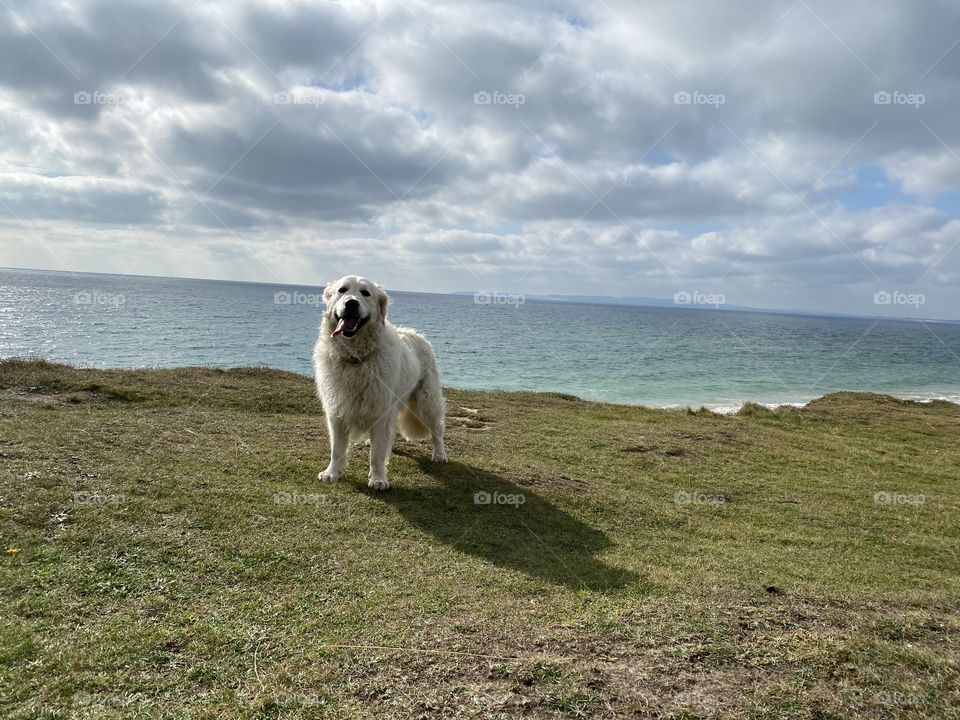 Golden retriever dog at seaside 