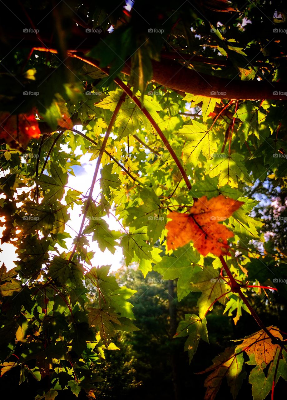 Maple leaves on tree branches started to change color. Blue sky and morning sunlight peeking through 