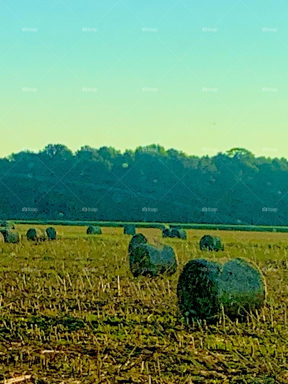 Hay bales 