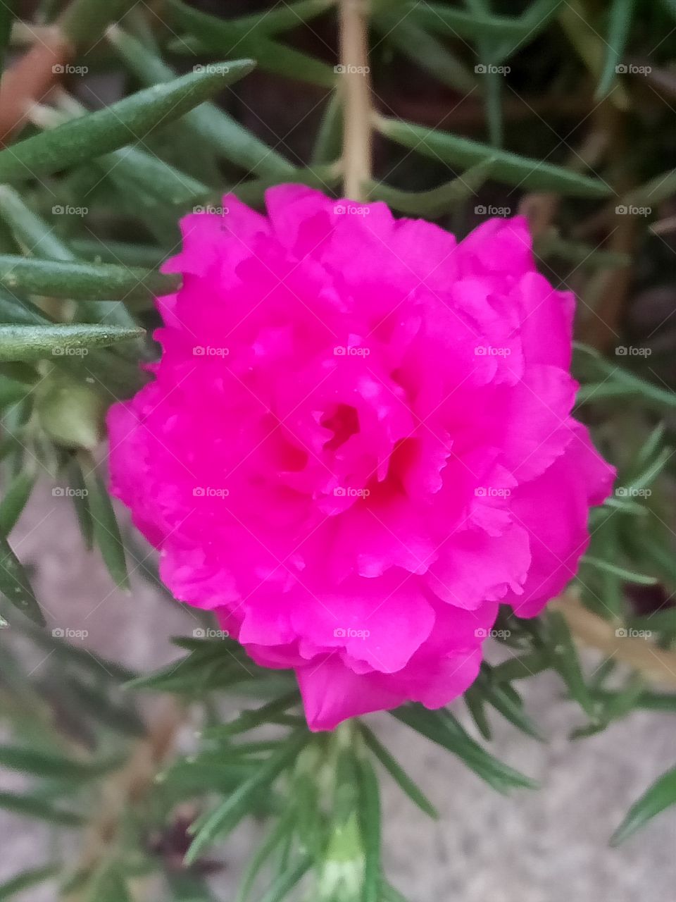 Time flower blooms at morning