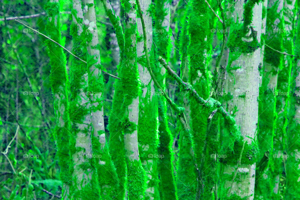 Have been experimenting with colours and effects. This is a closeup of a small grove of trees heavy with green moss. The moss is a very pretty green but unnaturally bright and vibrant especially in the winter. 