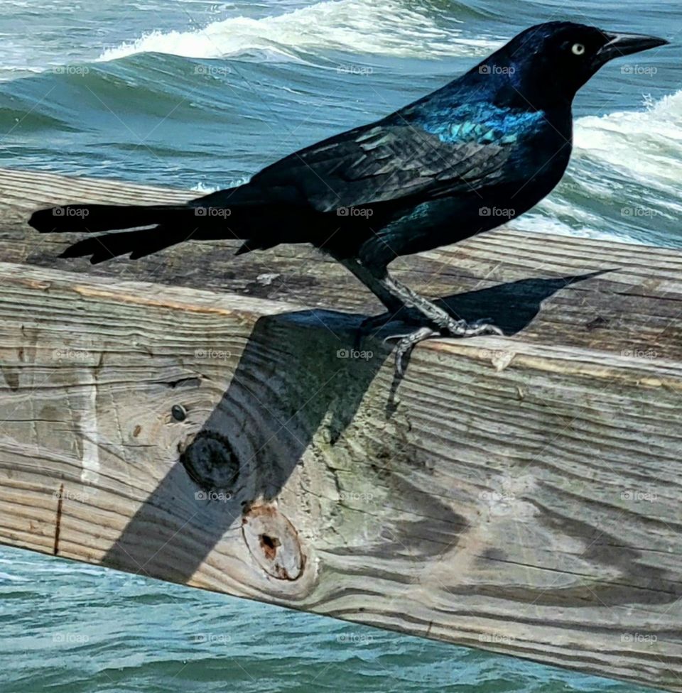 Bird with a view of the seaside