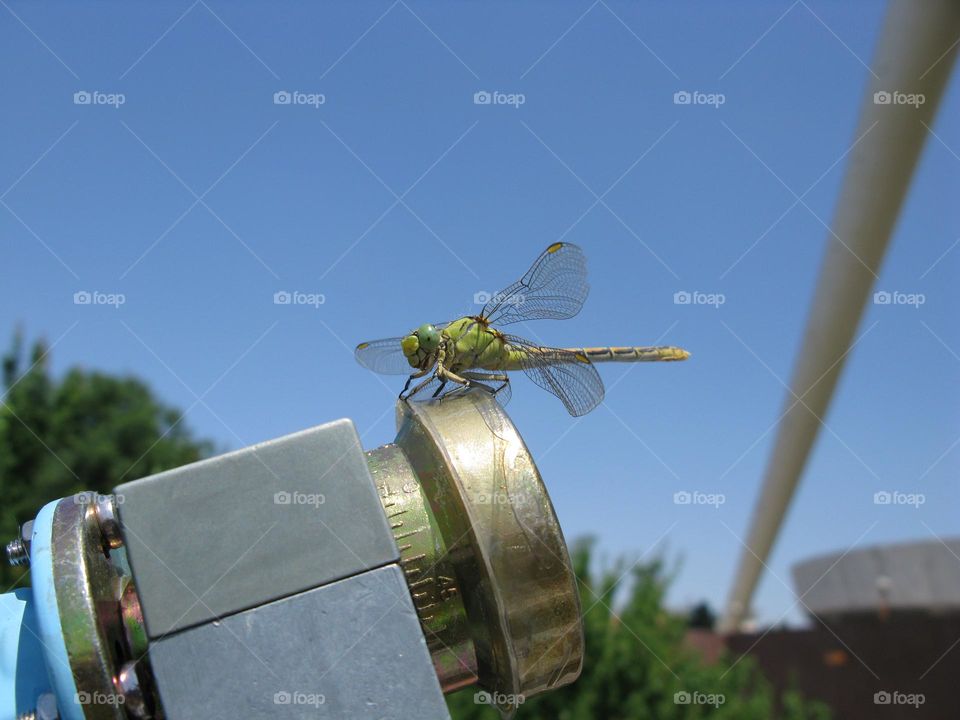 Dragonfly on satellite dish lnb