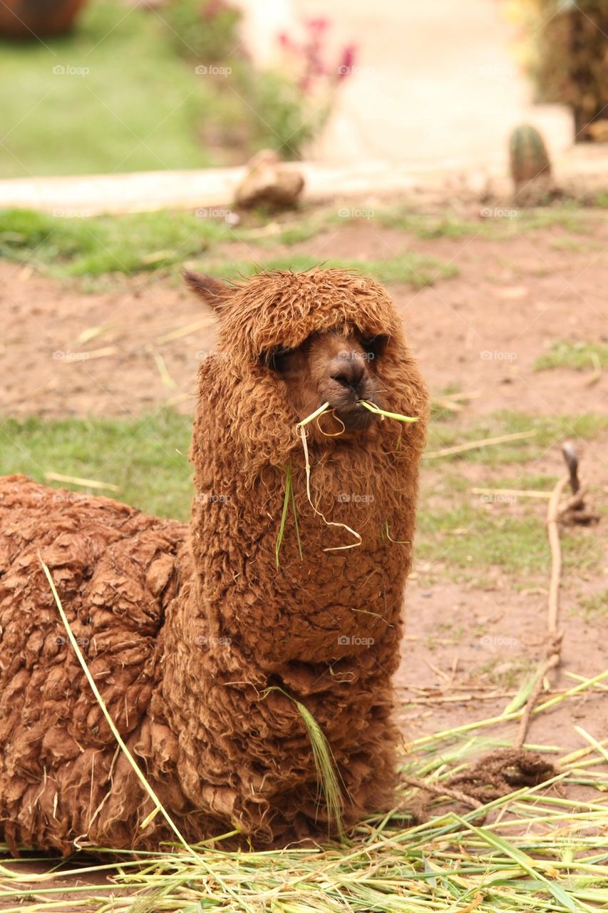 Alpaca