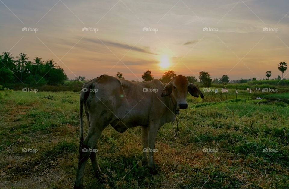The cow with the morning atmosphere.