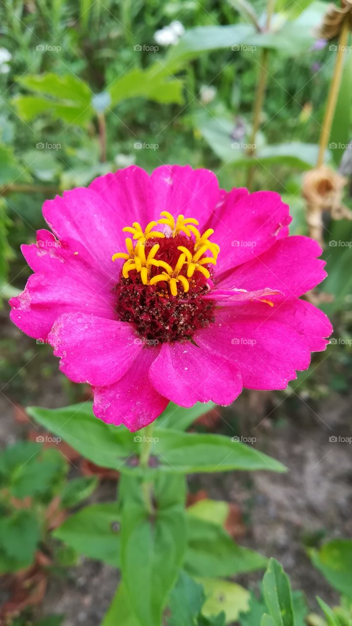 Pink flower, in the garden