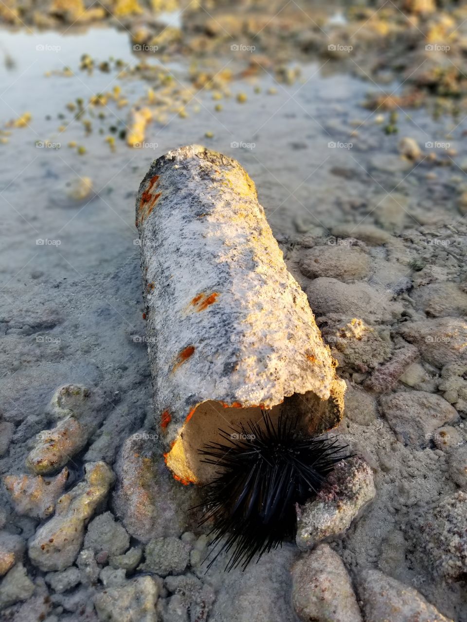 Sea urgeon exposed (tide went back)