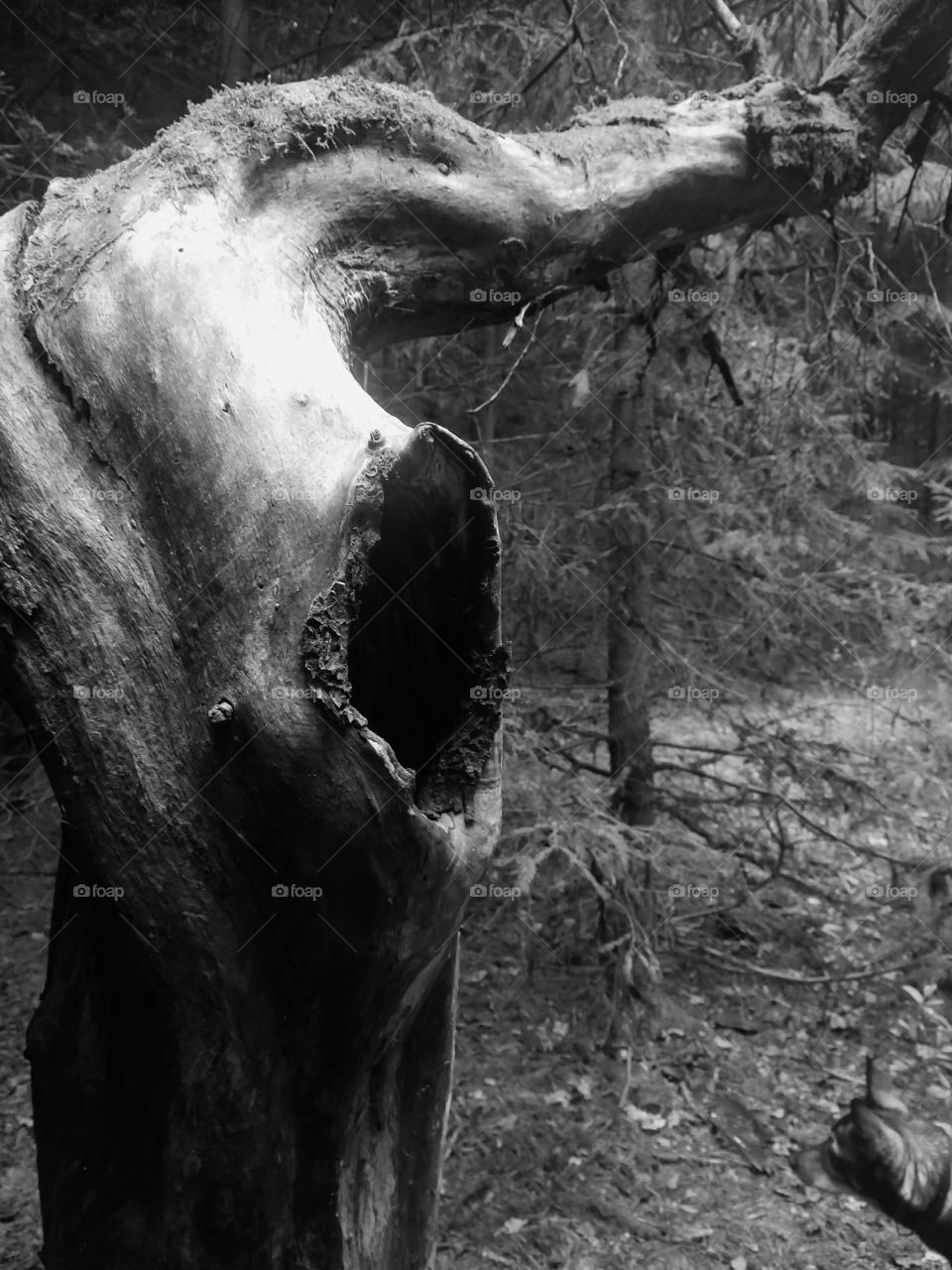 Dead tree looks so mysterious in black and white