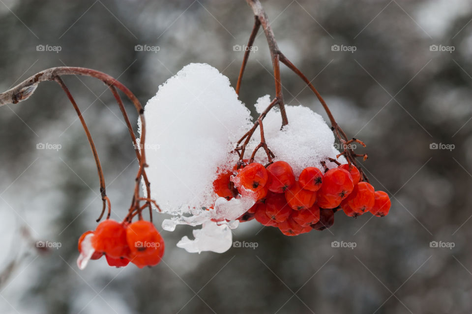 Frozen Berries