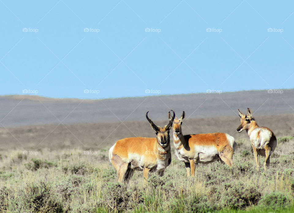 pronghorn antelope in a big open field