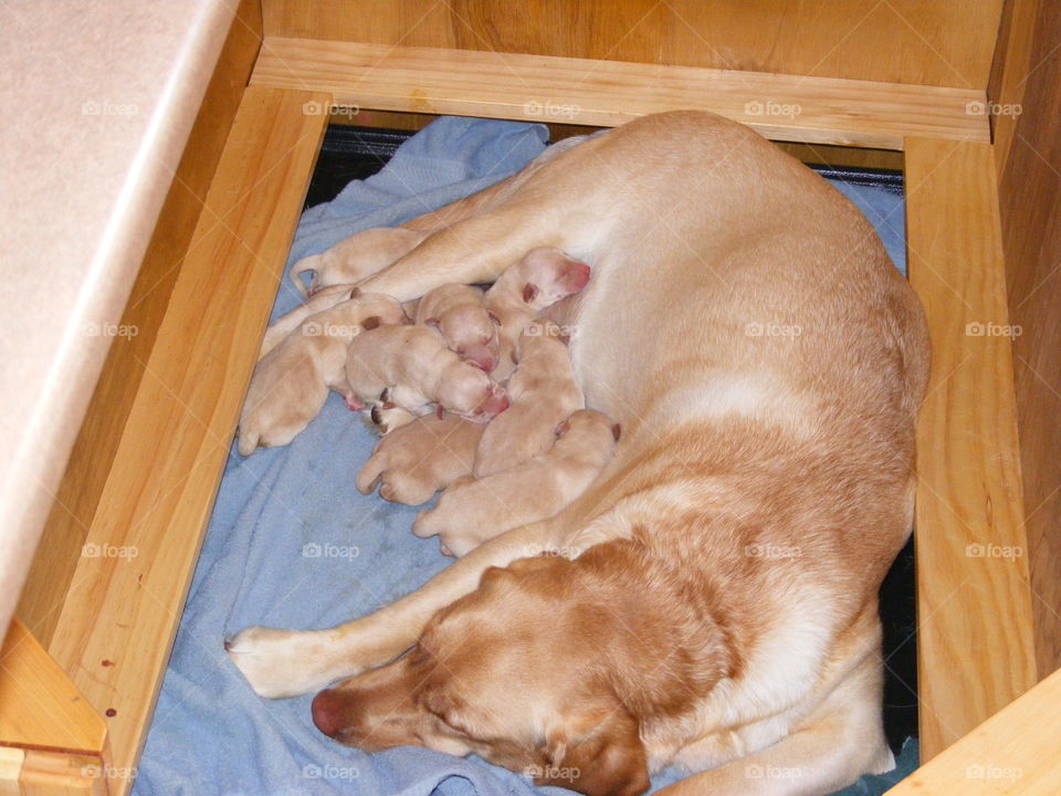 These puppies are less than 24 hours old.