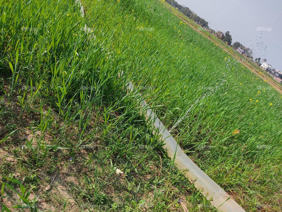 farm water💦 pipe.