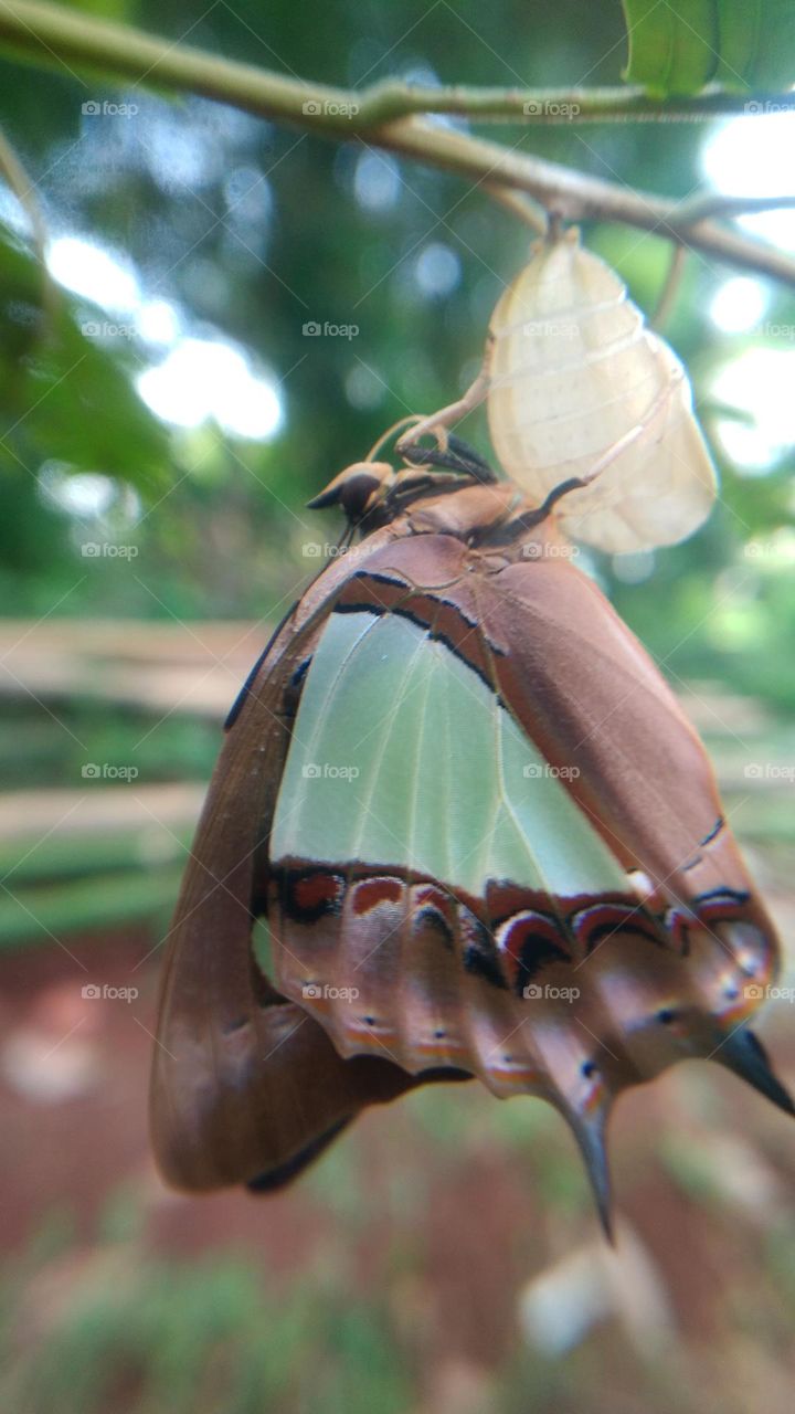 The butterfly that is still perched on the cocoon