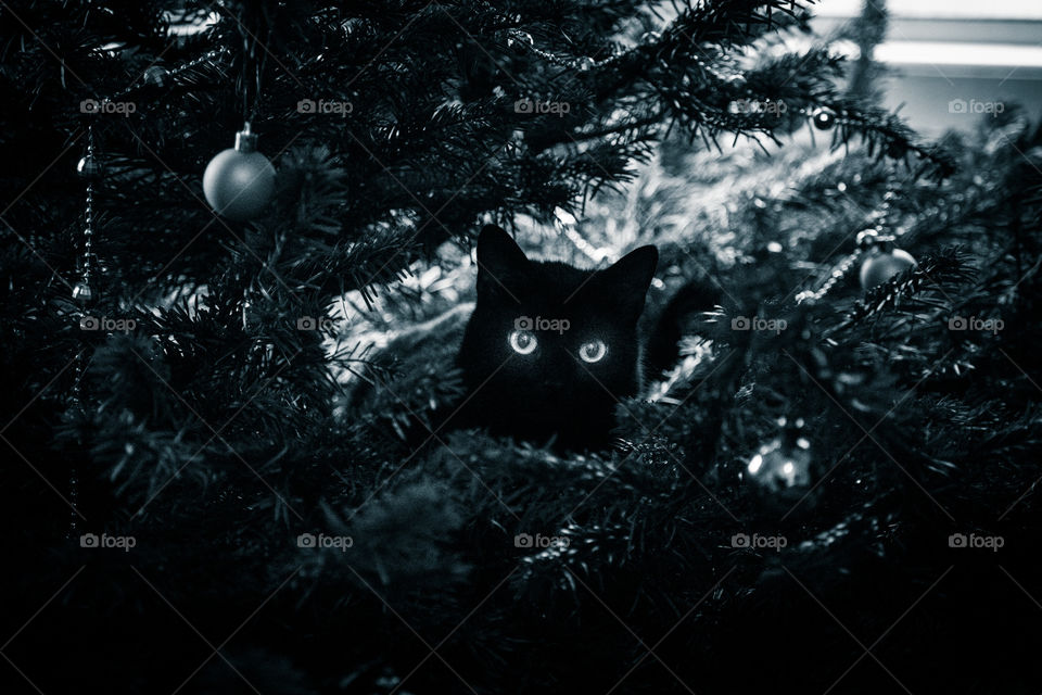 Cute black kitten in a Christmas tree. An animal portrait. Cat is black.