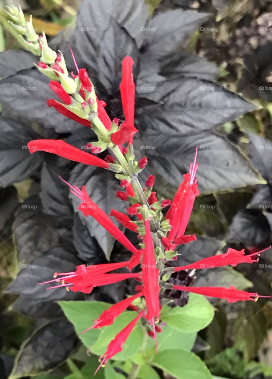 Fall Flowers, Red Flowers