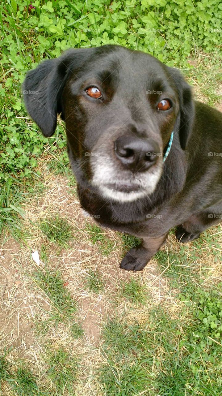 black Labrador showing her best side