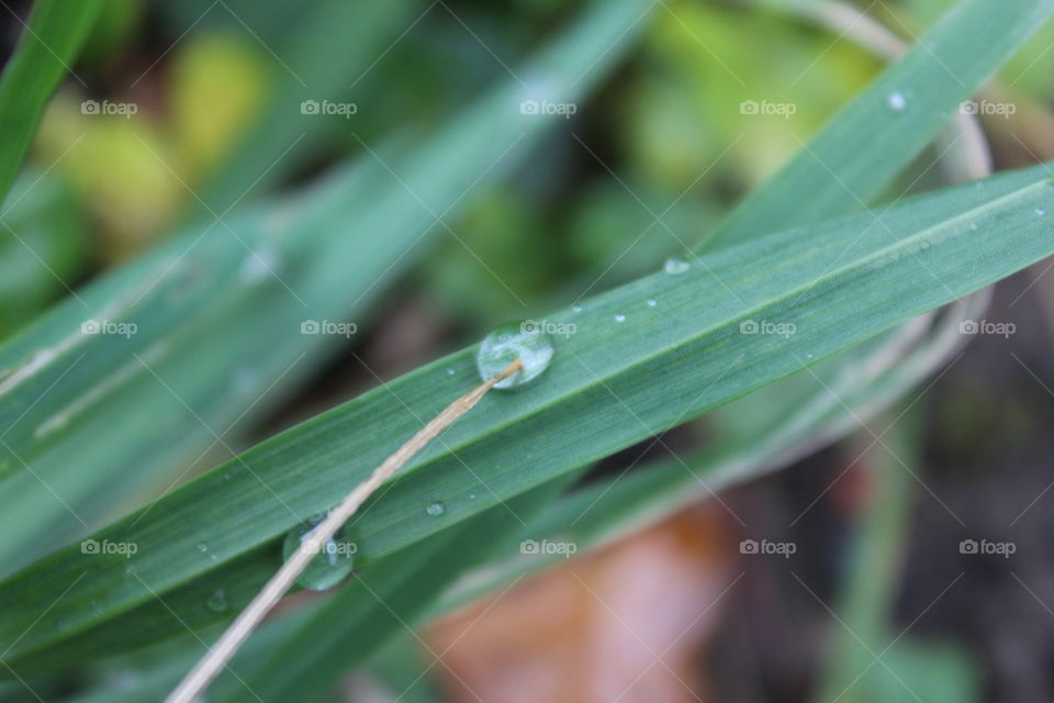 Waterdrop on Grass
