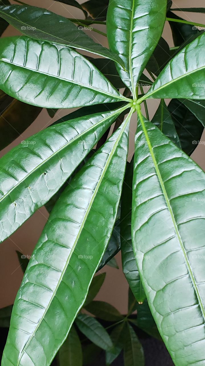 plant leaves of lucky plant