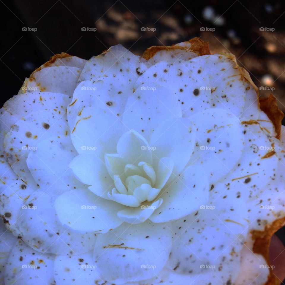 She's not perfect, but she makes life worth it...