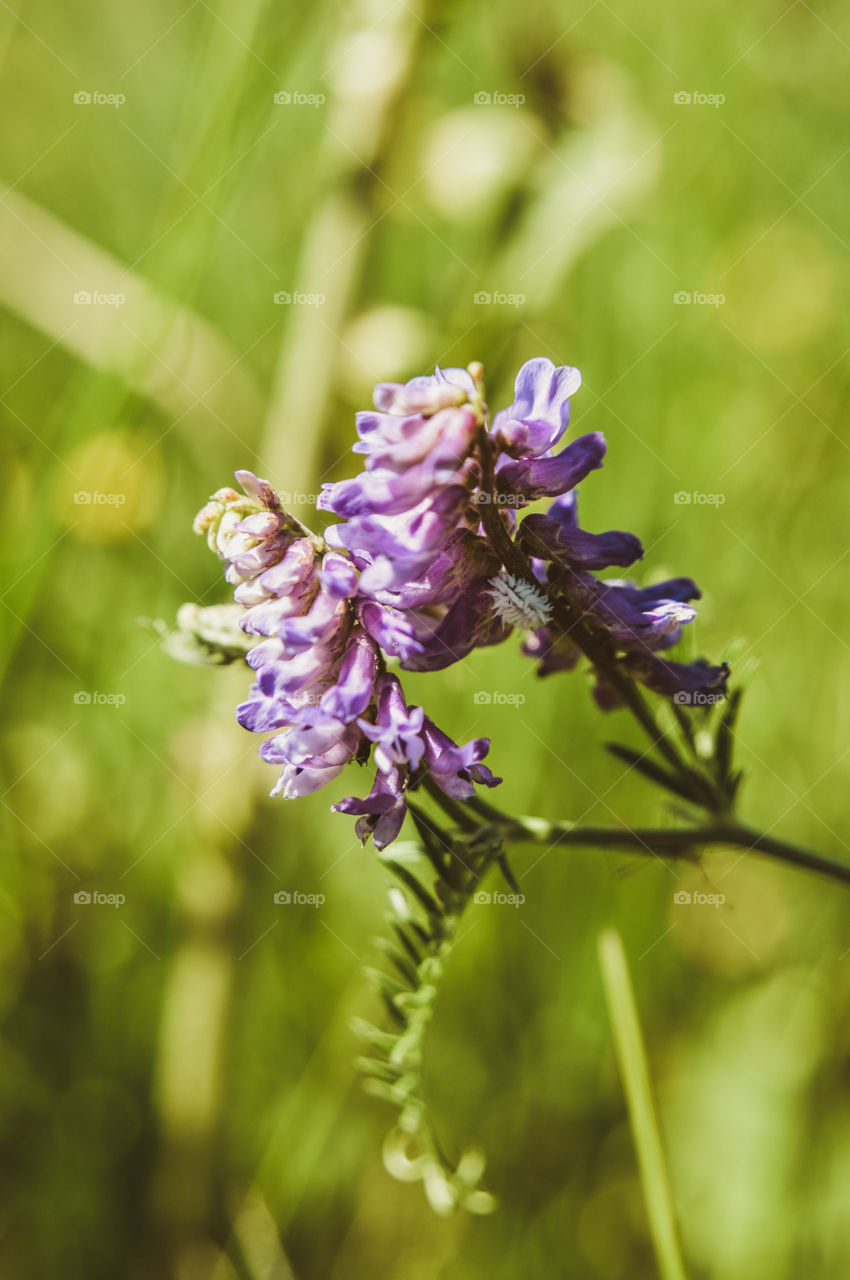 The best miracle of the Earth - flowers!
Flowers are the decoration of the earth. Flowers are the decoration of summer. Without flowers, earthly life would lose its charm altogether. Flowers are the smiles of the sun