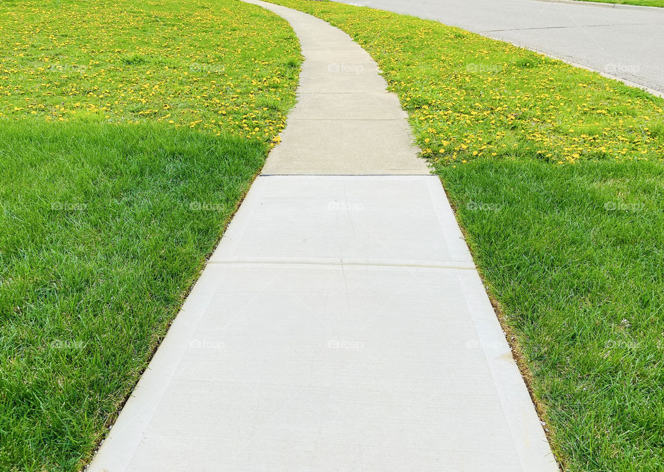 A path down the sidewalk with contrasting green yard and a yard full of dandelions