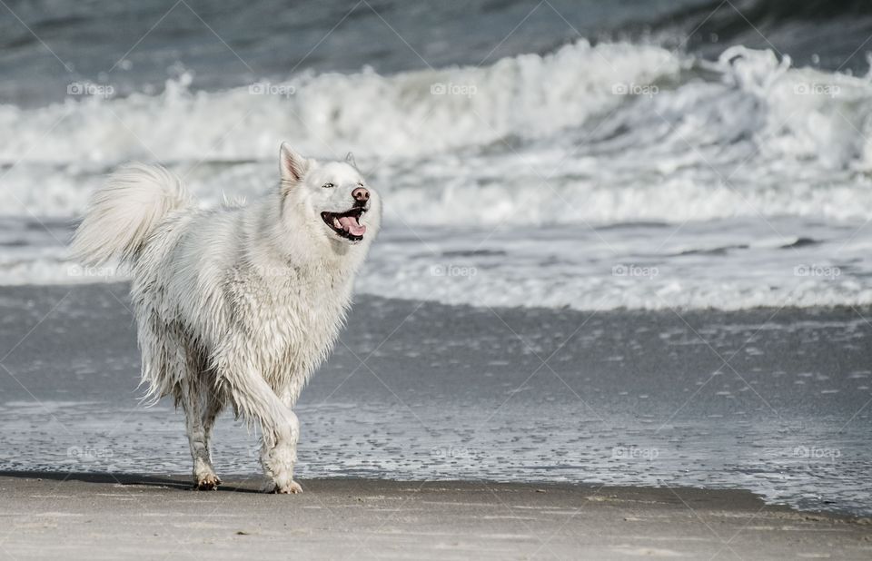 View of wet dog on beach