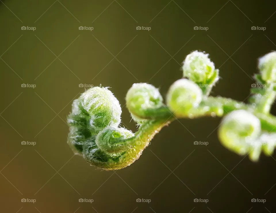 fern