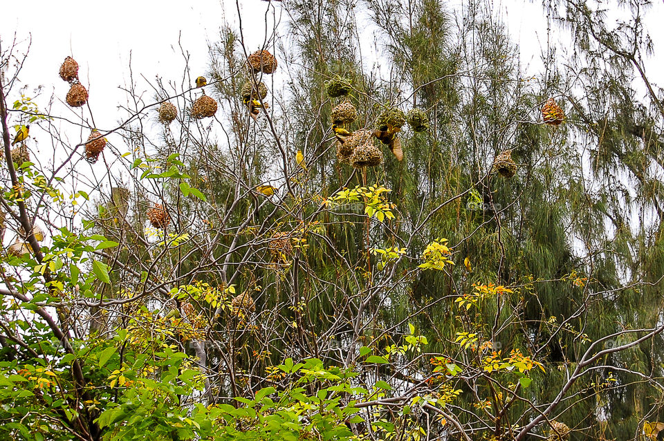 Nesting yellow birds in La Réunion