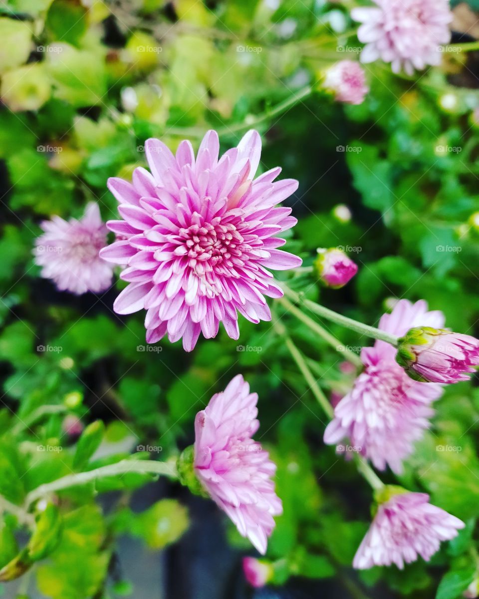 edu de self click ❤