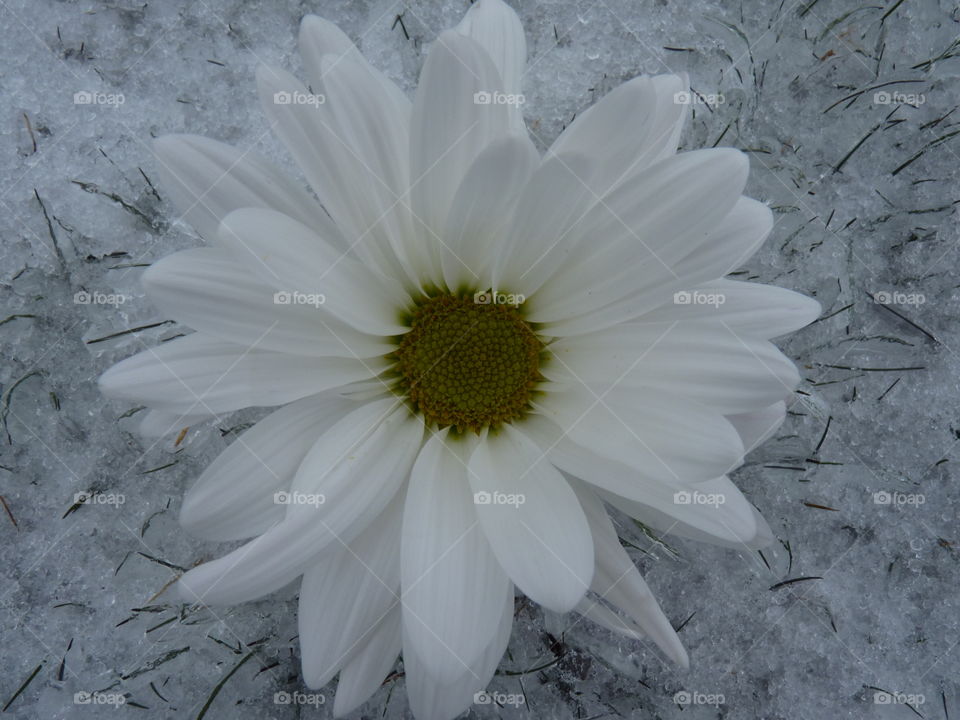 White Ice Flower
