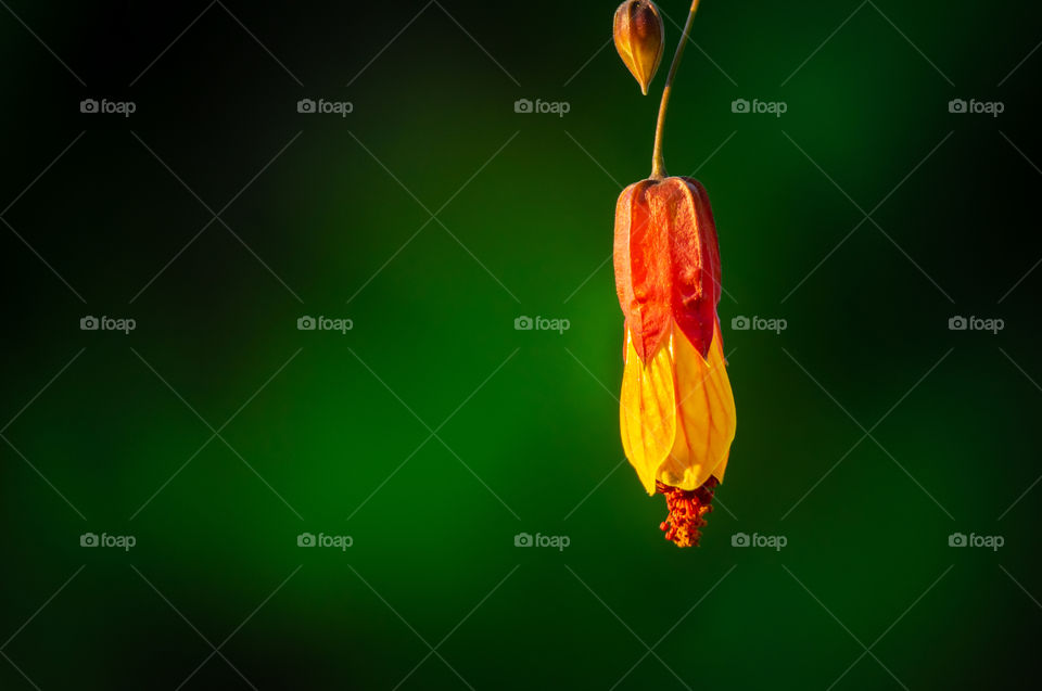 A hanging flower