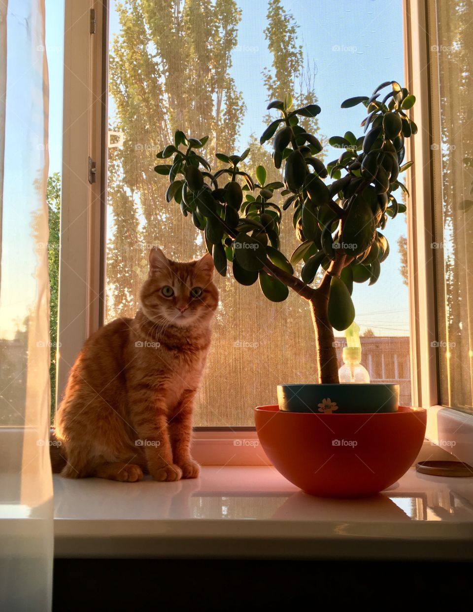 Home red cat and money tree