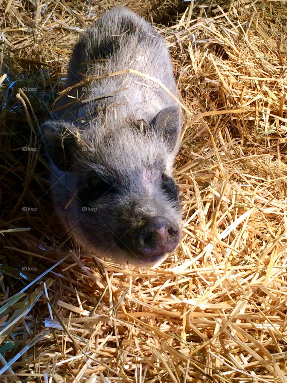 This little guy paused in his romping in the hay to pink indignantly as I interrupted to take his picture.