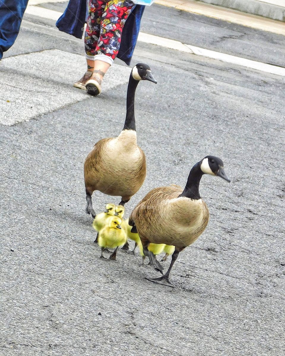 Geese at Target 