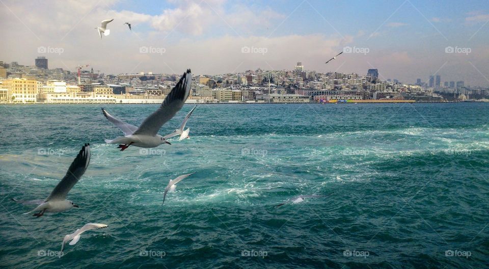 Flight of seagulls over the sea🌊🕊️ Seascape🌊🕊️