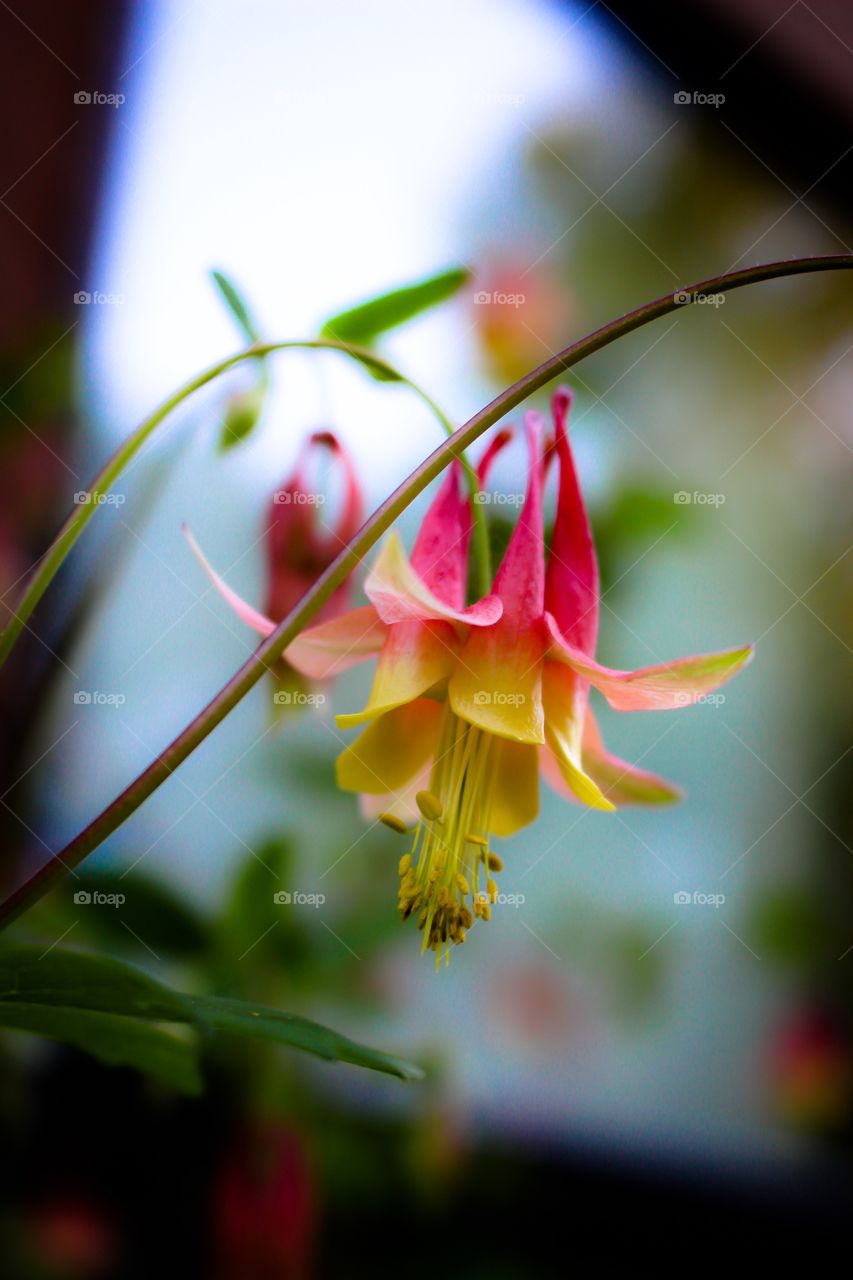 Extreme close-up of flower