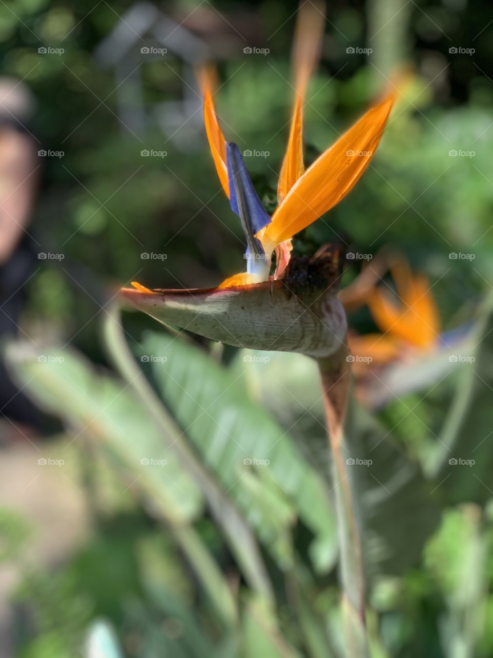 A flower from Diamond Botanical Garden in Saint Lucia 