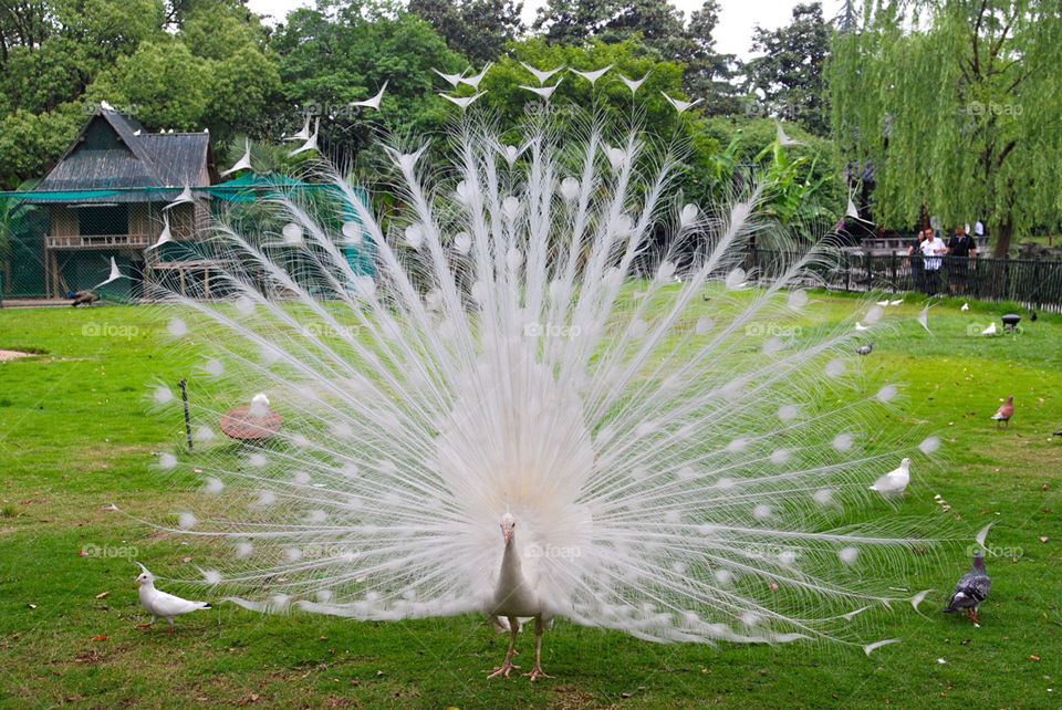 white bird zoo peacock by cate