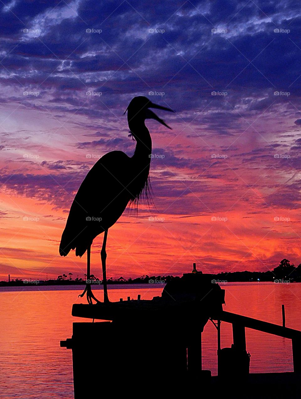 Great Blue Heron squawking in the sunset 