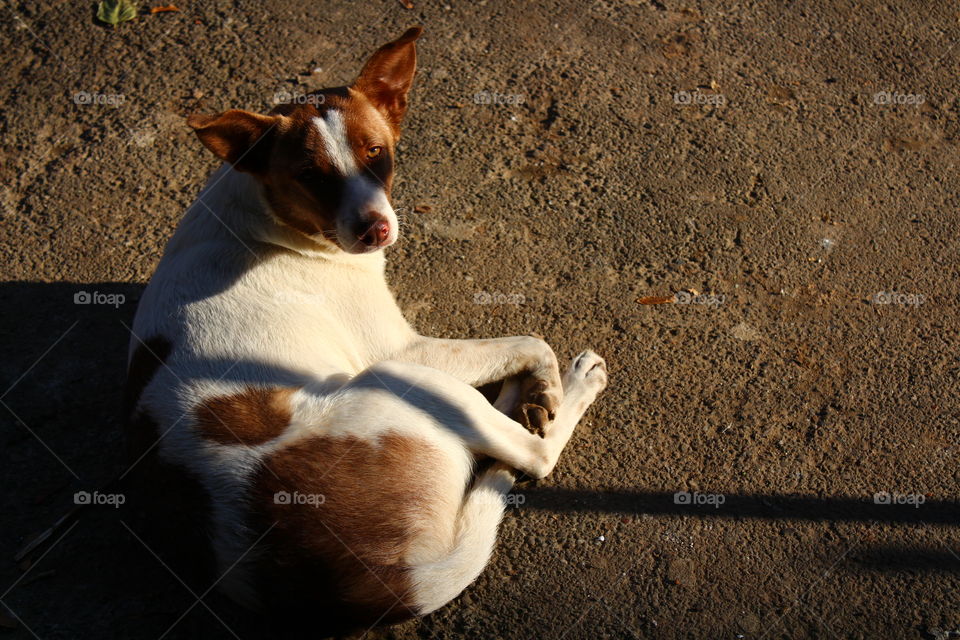 White dog with brown spots on the ground in the shade looking at the camera