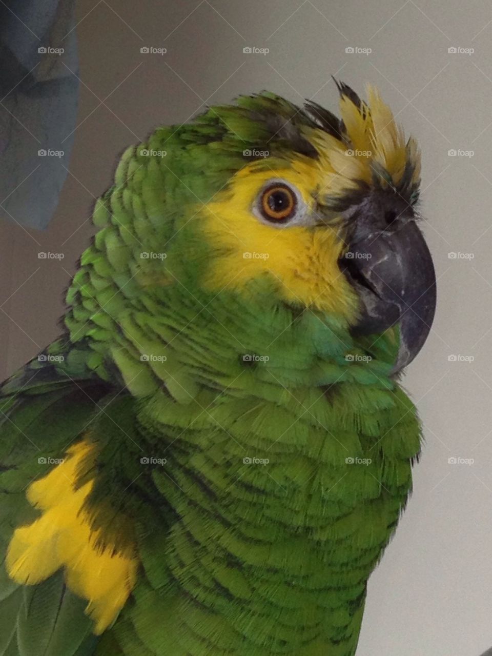 Odie the Parrot