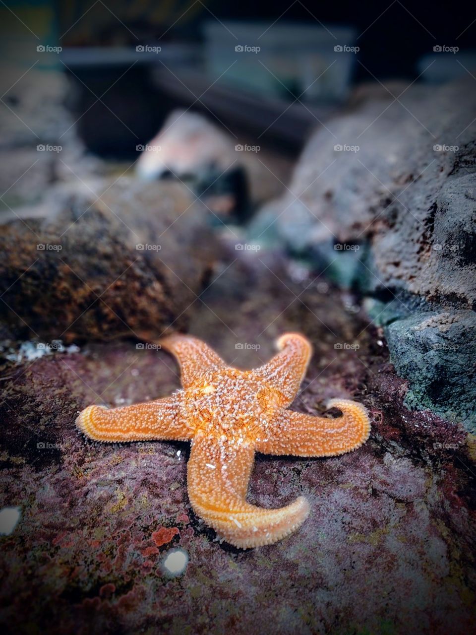 Starfish on rock